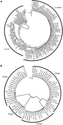 Diversification of Escherichia albertii H-Antigens and Development of H-Genotyping PCR